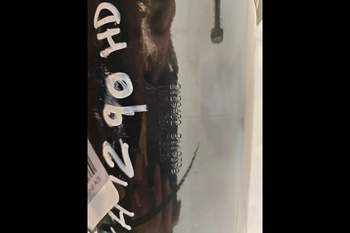 salg af Hydraulische zylinder New Holland 1290 